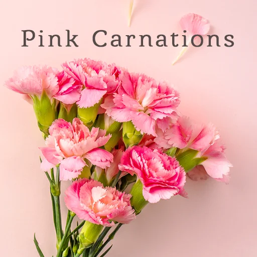 ดาวน์โหลด Pink Carnations Theme ฟรี – เปลี่ยนหน้าจอให้สวยหวานด้วยดอกคาร์เนชั่น